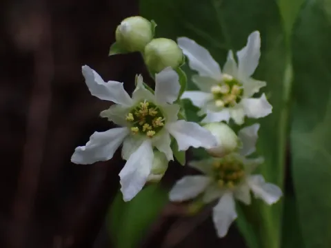 Osmaronia