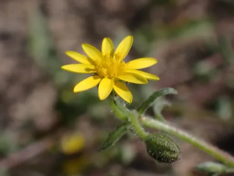 Osteospermum calendulaceum