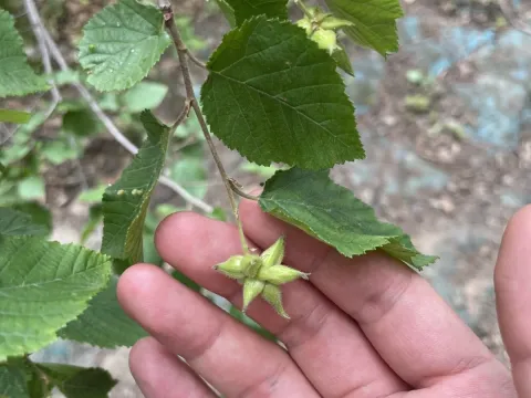 Ostryopsis