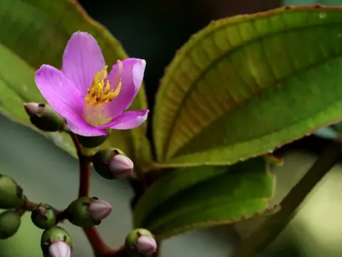 Ochthocharis