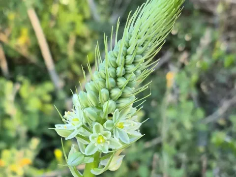 Ornithogalum longibracteatum