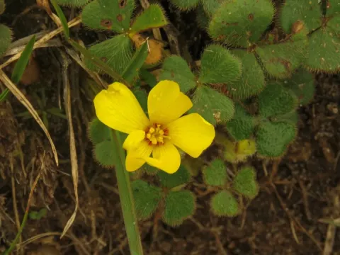 Oxalis eriocarpa