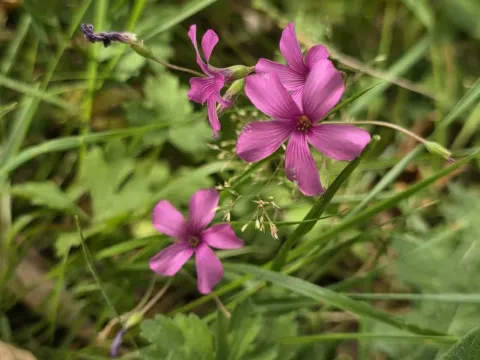 Red wood sorrel