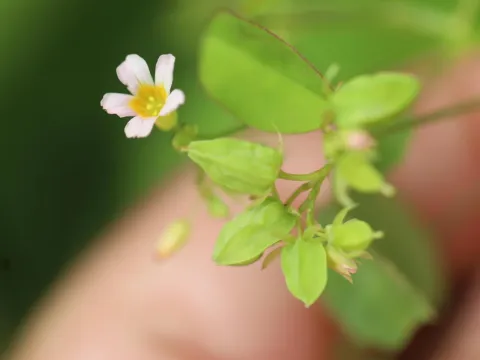 Кислица Барлье