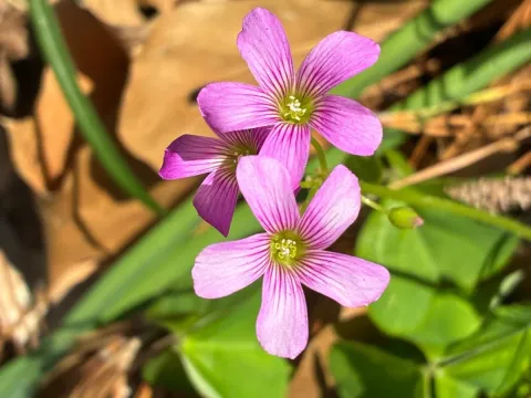 Pink wood sorrel
