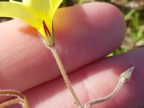 Compressed oxalis
