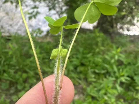 Upright yellow sorrel