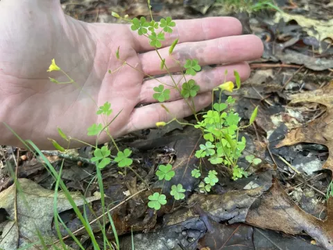 Florida woodsorrel