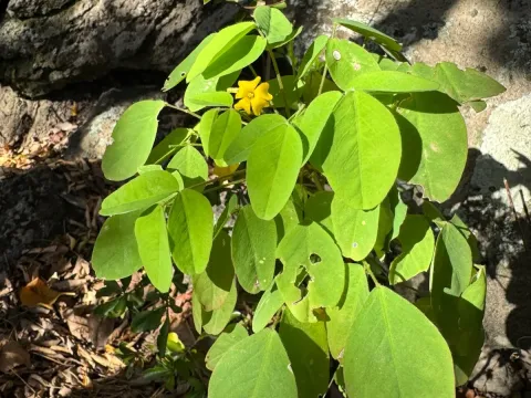 Oxalis frutescens