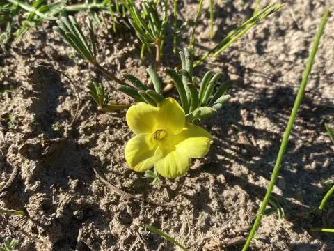 Yellow wood sorrel (Oxalis flava)
