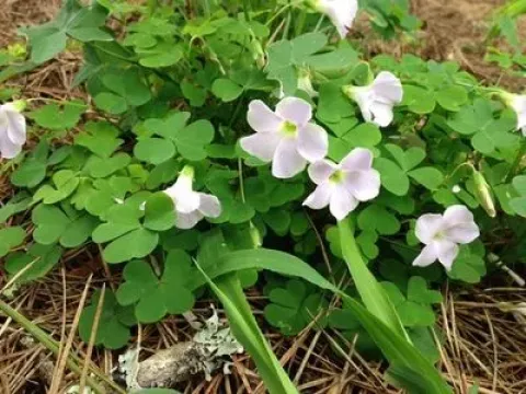 Oxalis incarnata