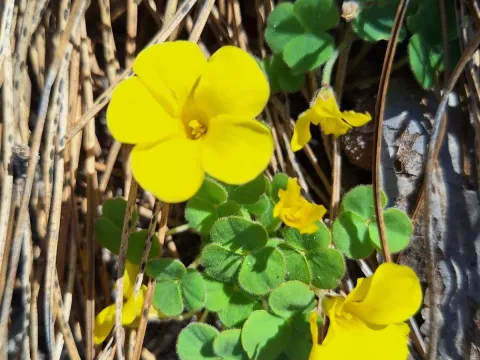 Oxalis luteola