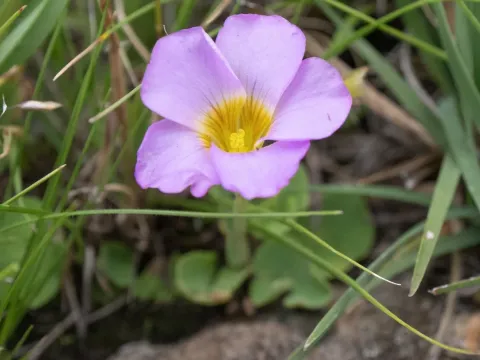 Oxalis obliquifolia