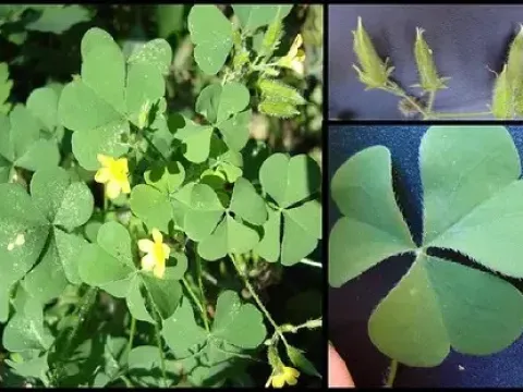Oxalis oxyptera