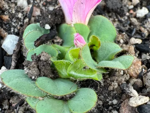 Purple woodsorrel