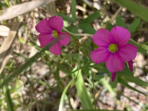 Oxalis semiloba