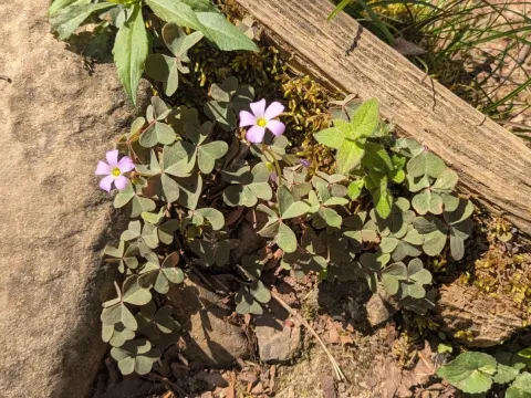 Violet wood sorrel