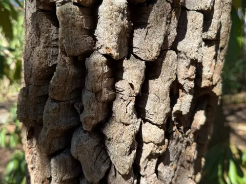 Sourwood