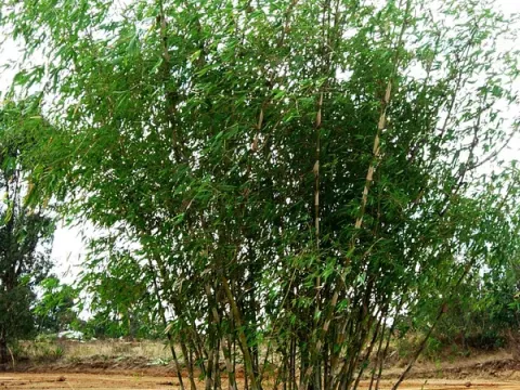 Oxytenanthera