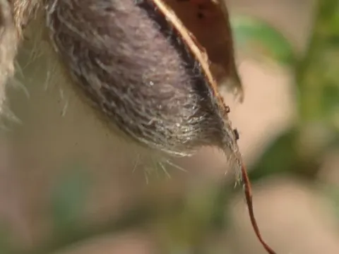 Oxylobium