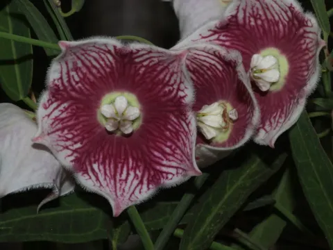 Oxystelma