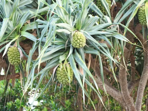 Pandanus