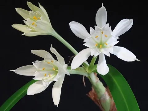 Pamianthe
