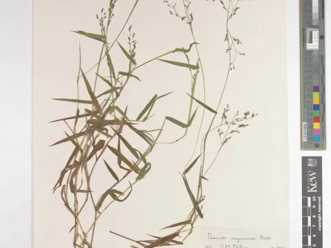 Panicum aequinerve