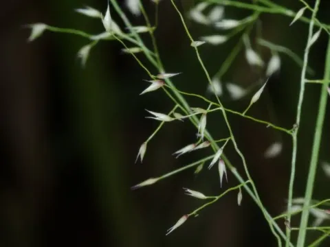 Паникум Афзели