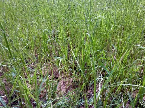 Attenuate panicgrass
