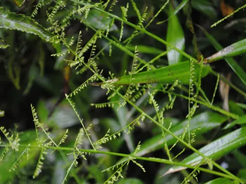 Bolivian panicum
