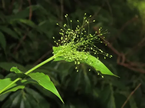 Shortleaf panicgrass
