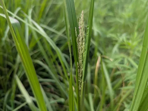 Dense panicum