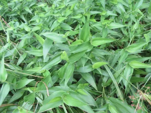 Deertongue grass