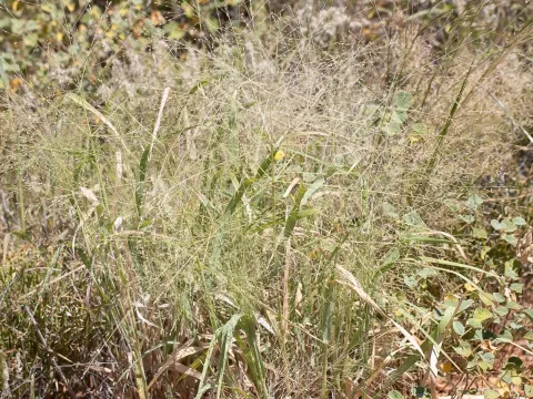 Panicum decompositum