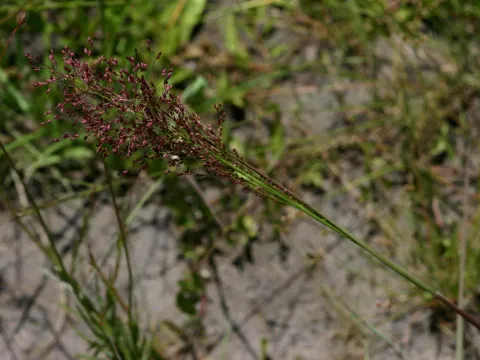 Drege millet