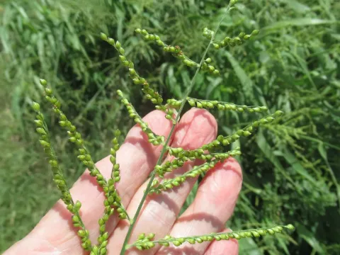 Brown urochloa