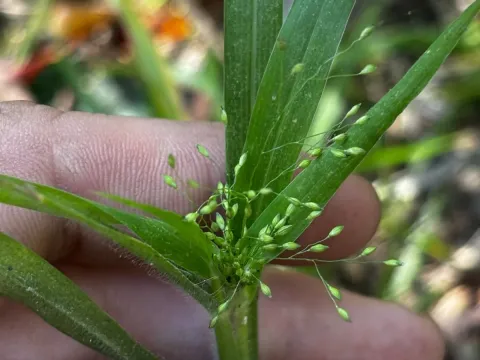 Gattinger's panicgrass