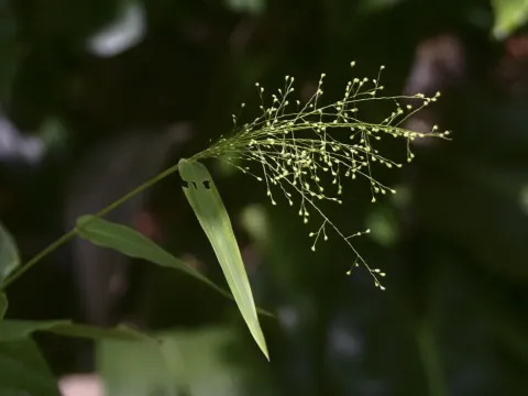 Panicum millegrana
