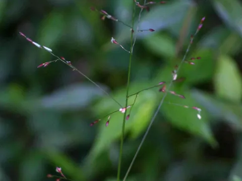 Mountain millet