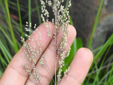 Natal grass