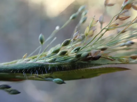 Nine-nerved millet