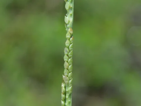 Panicum paludivagum