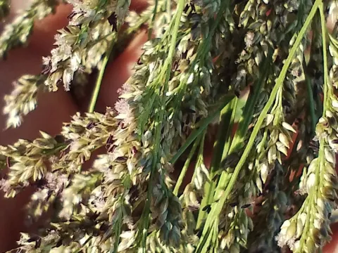 Panicum prionitis