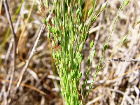 Panicum prolutum