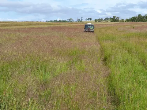 Queensland panic