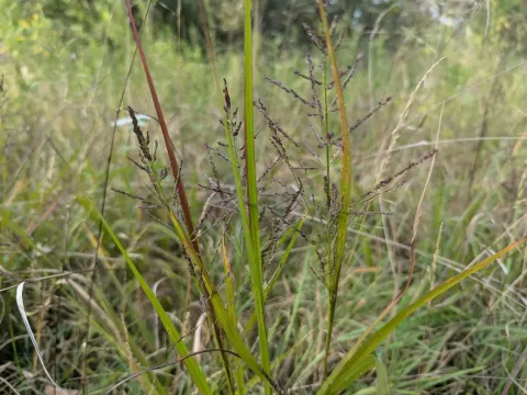 Rigid panicgrass