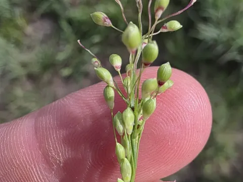 Scribner's panicum