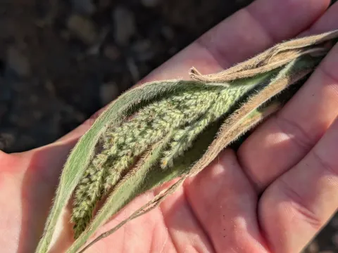 Panicum torridum