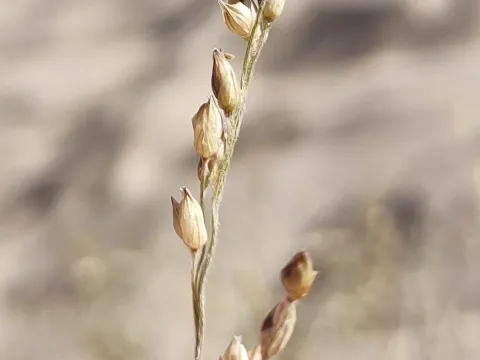 Panicum urvilleanum